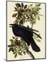 Common Raven-John James Audubon-Mounted Giclee Print