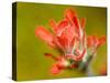 Common Red Paintbrush, California, Usa-Paul Colangelo-Stretched Canvas