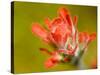 Common Red Paintbrush, California, Usa-Paul Colangelo-Stretched Canvas