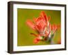 Common Red Paintbrush, California, Usa-Paul Colangelo-Framed Photographic Print