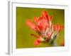 Common Red Paintbrush, California, Usa-Paul Colangelo-Framed Photographic Print