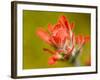 Common Red Paintbrush, California, Usa-Paul Colangelo-Framed Photographic Print