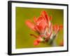 Common Red Paintbrush, California, Usa-Paul Colangelo-Framed Photographic Print