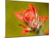 Common Red Paintbrush, California, Usa-Paul Colangelo-Mounted Photographic Print