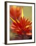 Common Red Paintbrush, Mt. Rainier National Park, Washington, USA-William Sutton-Framed Photographic Print