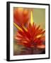 Common Red Paintbrush, Mt. Rainier National Park, Washington, USA-William Sutton-Framed Photographic Print