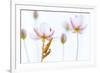 Common red soldier beetle pair mating, The Netherlands-Edwin Giesbers-Framed Photographic Print