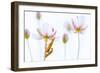 Common red soldier beetle pair mating, The Netherlands-Edwin Giesbers-Framed Photographic Print