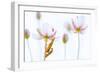 Common red soldier beetle pair mating, The Netherlands-Edwin Giesbers-Framed Photographic Print