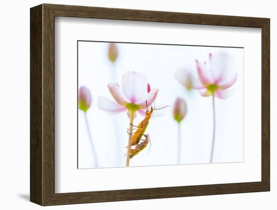 Common red soldier beetle pair mating, The Netherlands-Edwin Giesbers-Framed Photographic Print