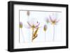 Common red soldier beetle pair mating, The Netherlands-Edwin Giesbers-Framed Photographic Print