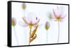 Common red soldier beetle pair mating, The Netherlands-Edwin Giesbers-Framed Stretched Canvas