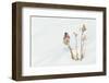 Common Redpole, winter-Ken Archer-Framed Photographic Print