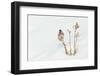 Common Redpole, winter-Ken Archer-Framed Photographic Print