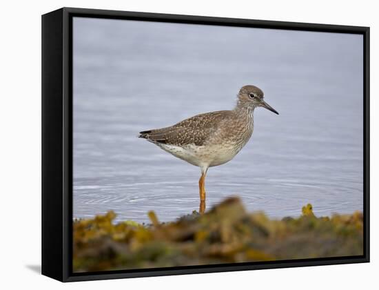 Common Redshank (Redshank) (Tringa Totanus), Iceland, Polar Regions-James Hager-Framed Stretched Canvas