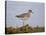 Common Redshank (Redshank) (Tringa Totanus), Iceland, Polar Regions-James Hager-Stretched Canvas