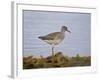 Common Redshank (Redshank) (Tringa Totanus), Iceland, Polar Regions-James Hager-Framed Photographic Print