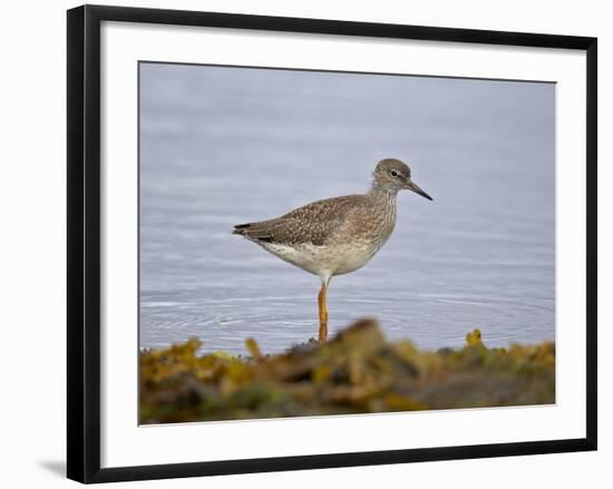 Common Redshank (Redshank) (Tringa Totanus), Iceland, Polar Regions-James Hager-Framed Photographic Print