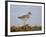 Common Redshank (Redshank) (Tringa Totanus), Iceland, Polar Regions-James Hager-Framed Photographic Print