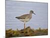 Common Redshank (Redshank) (Tringa Totanus), Iceland, Polar Regions-James Hager-Mounted Photographic Print