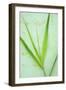 Common Reed Ii-Den Reader-Framed Photographic Print