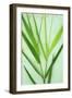 Common Reed-Den Reader-Framed Photographic Print