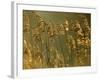 Common Reeds, Bude Canal, Cornwall, UK-Ross Hoddinott-Framed Photographic Print