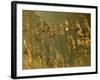 Common Reeds, Bude Canal, Cornwall, UK-Ross Hoddinott-Framed Photographic Print