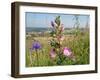 Common restharrow and Round-headed rampion, Wiltshire, UK-Nick Upton-Framed Photographic Print