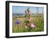 Common restharrow and Round-headed rampion, Wiltshire, UK-Nick Upton-Framed Photographic Print