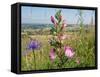 Common restharrow and Round-headed rampion, Wiltshire, UK-Nick Upton-Framed Stretched Canvas
