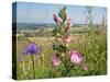 Common restharrow and Round-headed rampion, Wiltshire, UK-Nick Upton-Stretched Canvas