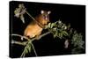Common Ringtail Possum Adult Climbing High In-null-Stretched Canvas