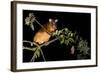Common Ringtail Possum Adult Climbing High In-null-Framed Photographic Print