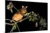 Common Ringtail Possum Adult Climbing High In-null-Mounted Photographic Print