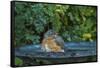 Common Robin in a Backyard Pose Perched at the Edge of the Bird Bath-Michael Qualls-Framed Stretched Canvas