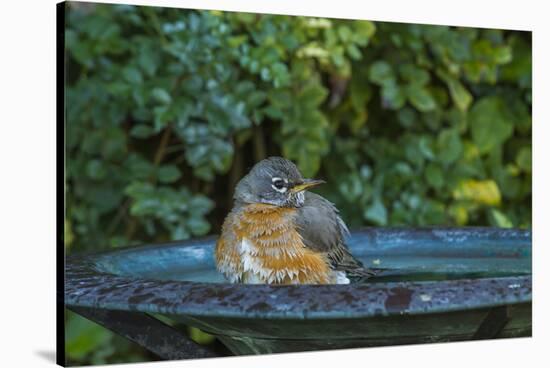 Common Robin in a Backyard Pose Perched at the Edge of the Bird Bath-Michael Qualls-Stretched Canvas