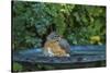 Common Robin in a Backyard Pose Perched at the Edge of the Bird Bath-Michael Qualls-Stretched Canvas