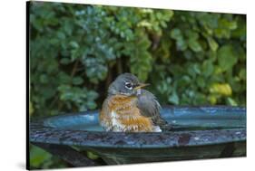 Common Robin in a Backyard Pose Perched at the Edge of the Bird Bath-Michael Qualls-Stretched Canvas