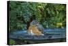 Common Robin in a Backyard Pose Perched at the Edge of the Bird Bath-Michael Qualls-Stretched Canvas