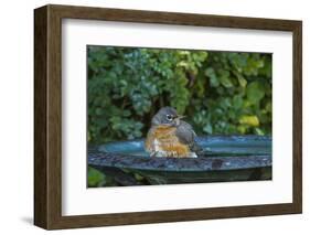 Common Robin in a Backyard Pose Perched at the Edge of the Bird Bath-Michael Qualls-Framed Photographic Print