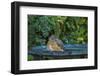 Common Robin in a Backyard Pose Perched at the Edge of the Bird Bath-Michael Qualls-Framed Photographic Print