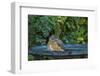 Common Robin in a Backyard Pose Perched at the Edge of the Bird Bath-Michael Qualls-Framed Photographic Print