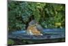 Common Robin in a Backyard Pose Perched at the Edge of the Bird Bath-Michael Qualls-Mounted Photographic Print