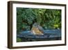 Common Robin in a Backyard Pose Perched at the Edge of the Bird Bath-Michael Qualls-Framed Photographic Print