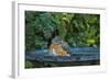 Common Robin in a Backyard Pose Perched at the Edge of the Bird Bath-Michael Qualls-Framed Photographic Print