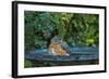 Common Robin in a Backyard Pose Perched at the Edge of the Bird Bath-Michael Qualls-Framed Photographic Print