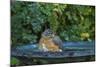 Common Robin in a Backyard Pose Perched at the Edge of the Bird Bath-Michael Qualls-Mounted Photographic Print