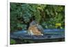 Common Robin in a Backyard Pose Perched at the Edge of the Bird Bath-Michael Qualls-Framed Photographic Print
