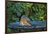 Common Robin in a Backyard Pose Perched at the Edge of the Bird Bath-Michael Qualls-Framed Photographic Print